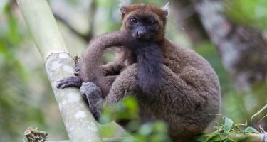 The greater bamboo lemur is one of the most endangered animals in the world, and climate change is making things even worse.. Credit: Jukka Jernvall