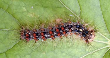Healthy gypsy moth caterpillar on a leaf
. Credit: Michael Grove