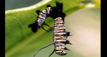 Monarch caterpillar showing how, just before death from virus, the caterpillars often attach to the plant with silk, leaving behind a sack of virus particles
. Credit: Michael Grove