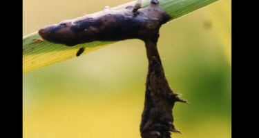 Typical appearance infected caterpillars hanging from foliage where they melt and drip the virus onto foliage below
. Credit: Michael Grove