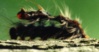 Shortly after death, gypsy moth cadavers liquefy, releasing virus particles
. Credit: Michael Grove