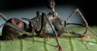 Thai carpenter ant which has then been infected by the fungus
. Credit: David Hughes