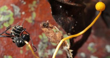 Spiny ant from Australia with fungus growing from its body
. Credit: David Hughes