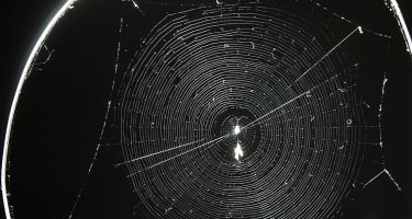 Normal orb web made by a healthy spider
. Credit: Keizo Takasuka