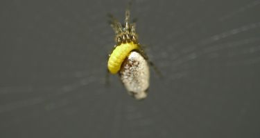Spider with larvae attached to its back starting to feed on the spider
. Credit: Keizo Takasuka