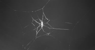 Cocoon web made by a parasitised spider
. Credit: Keizo Takasuka