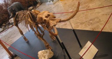 Dwarf elephant from the Middle Pleistocene of Sicily (Palaeoloxodon falconeri)
. Credit: Roberto Rozzi