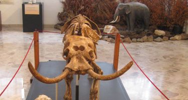 Dwarf elephant front facing
. Credit: Roberto Rozzi