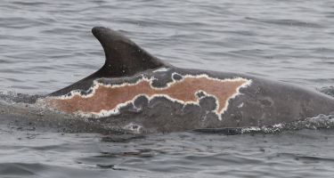 A dolphin recovering from sunburn seen 2 months after a stranding
. Credit: University of Aberdeen