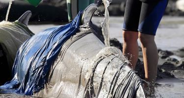 Responders will try to prevent skin loss and drying by covering the cetacean as best they can in wet towels and dousing them with buckets of water
. Credit: New Zealand Herald