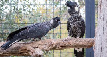 The Carnaby’s cockatoo is listed as endangered
. Credit: Celine Dubois
