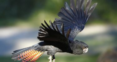The red-tailed black cockatoos are considered vulnerable
.