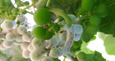 Downy mildew grows on the grape plants
. Credit: David S Jones, Patricia McManus