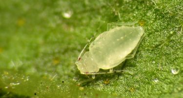 Phylloxera lay their eggs on vine leaves, but do their real damage below the ground
. Credit: Katja Schulz