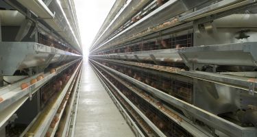 Rows of caged eggs
. Credit: Australian Egg Corporation Limited