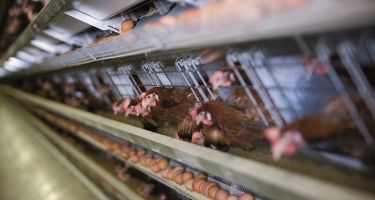 Caged egg facility in Australia
. Credit: Australian Egg Corporation Limited