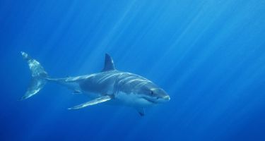 With the competing interests of human safety and ecosystem health, it’s hard to know the ‘golden number’ of sharks
.