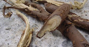 Liquorice comes from the root of a plant called Glycyrrhiza
. Credit: Jeansef