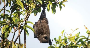 Christmas Island flying fox
. Credit: Welbergen