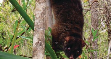 Mammals didn’t fare much better, with species like Perth’s ringtail possum given a 1 in 4 chance of survival.
. Credit: Kaori Yokochi and Roberta Bencini
