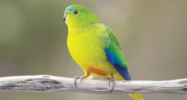 The orange-bellied parrot and one of the species that have a 50/50 or greater chance of becoming extinct.
. Credit: JJ Harrison