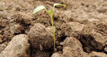 …the Carbon Credits scheme has helped to reduce 547 tonnes of CO2
.