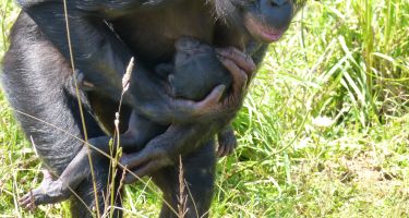 A mother bonobo will keep her baby close…
. Credit: Elisa Demuru