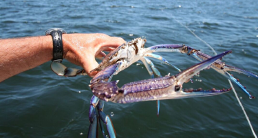 Blue swimmer crab captured in the wild
. Credit: DPIRD