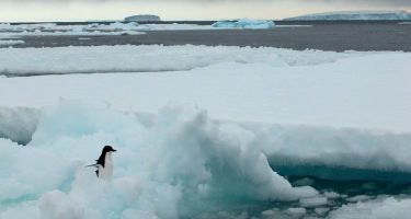 …To the behaviour of native wildlife.
. Credit: Professor Emma Johnston