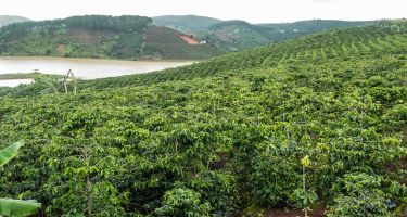 Coffee was introduced into China over 100 years ago.
. Credit: Mr & Mrs Backpacker