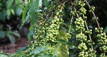 Recently, some scientists investigated why some coffee plants were becoming less healthy.
.