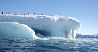Experience an Adélie penguin colony close up… . Credit: White Spark Pictures