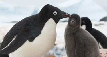 …complete with fluffy baby penguins chasing their disgruntled parents .