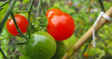Food is made of carbon-based molecules like carbohydrates, proteins and fats.
.