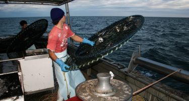 During the marine heat wave, the government put in place stringent management measures…
. Credit: DPIRD