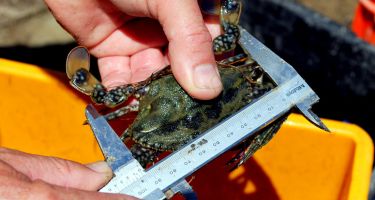 …Thanks to these measures, some species, like Shark Bay blue swimmer crabs, were able to recover
. Credit: DPIRD