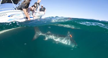 …helps to reveal shark activity below the surface
. Credit: Alex Kydd