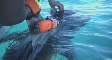 A tag on a tiger shark at Ningaloo Reef…
. Credit: David Palfrey