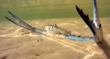 The seagrass meadows are home to many species, including crabs…
. Credit: Recfishwest