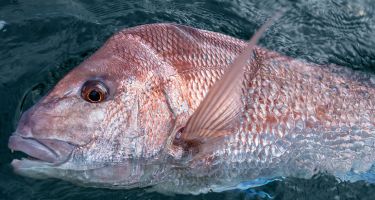 … and pink snapper
. Credit: Alex Ho