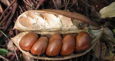 …and seed pods that float
. Credit: Arthur Chapman