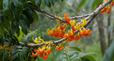 The black bean tree has distinctive flowers…
. Credit: Tatters ✾