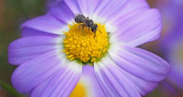 But are Aussie bees more endangered?
. Credit: Kit Prendergast