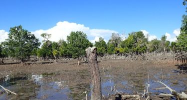 50% of the world’s mangrove coverage has been lost in the past 10 years
. Credit: Mat Vanderklift