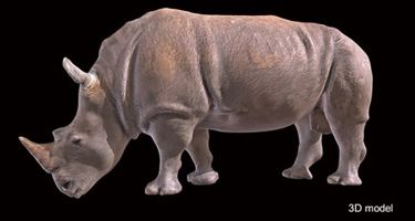 Accurate 3D model of Bakari
. Credit: Digital Life Project