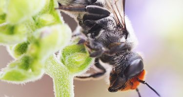 Native bee from the Megachilidae genus
. Credit: Kit Prendergast, Curtin University