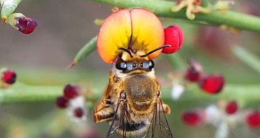 Native bee from the Trichocollete genus
. Credit: Kit Prendergast, Curtin University