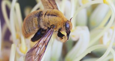 Native bee from the Xylocopa genus
. Credit: Kit Prendergast, Curtin University