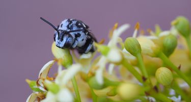 Native bee from the Thyreus genus, also called cuckoo bees of Amegilla
. Credit: Kit Prendergast, Curtin University