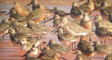 Migratory shorebirds roosting on Roebuck Bay’s shoreline
. Credit: Ricki Coughlan